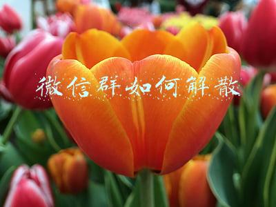 微信群如何解散并删除聊天记录(微信内测，一键解散群聊)