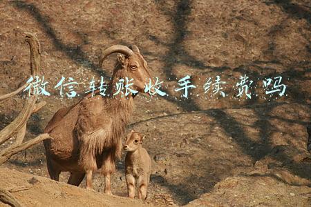 2022年3月1日微信转账收手续费吗(注意！收款码有变化，微信、支付宝刚刚回应！个人收款码可继续使用，新设个人经营收款码)