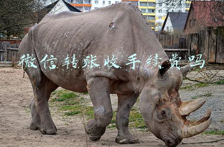微信转账收手续费吗