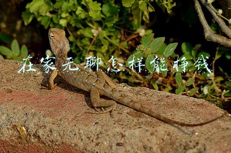 在家无聊怎样能挣钱