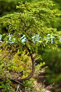 花呗怎么提升额度到10000(花呗额度额度500涨到10000要多久 如何快速提高限额)