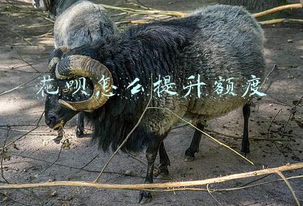 花呗怎么提升额度
