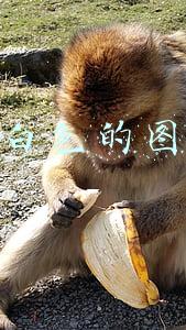 纯白色的图片