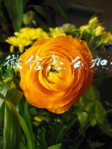 电脑微信怎么加好友