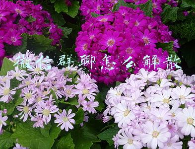 微信群聊怎么解散