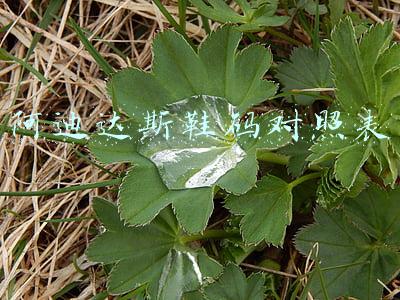 李宁和阿迪达斯鞋码对照表(大脚娃越来越多 市面悄然兴起“卖大鞋”)