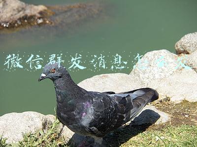 微信群发消息怎么发所有人(昨晚，微信发布重要提醒)