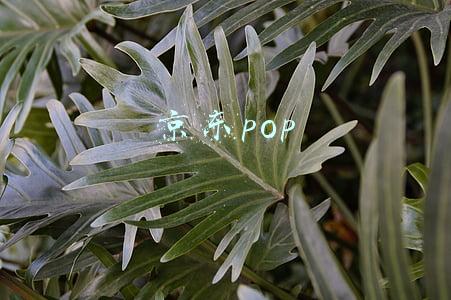 京东pop