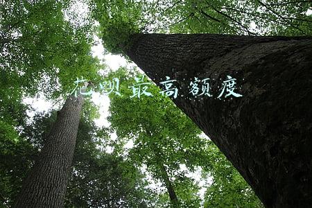 花呗最高额度