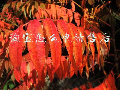 淘宝怎么申请售后
