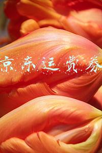 京东运费券