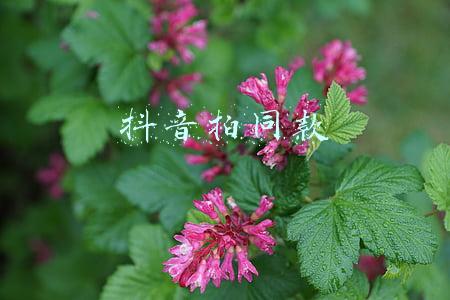 抖音拍同款