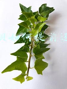 花呗如何提前还款