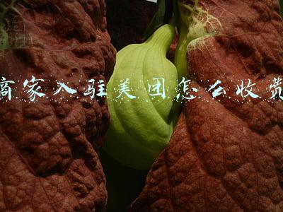 商家入驻美团怎么收费