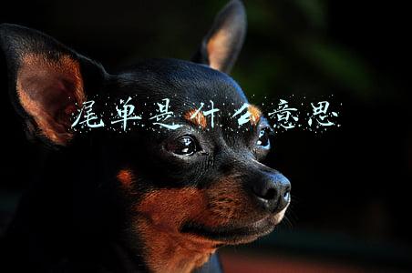 尾单是什么意思 尾单是什么意思