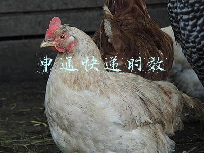 申通快递时效