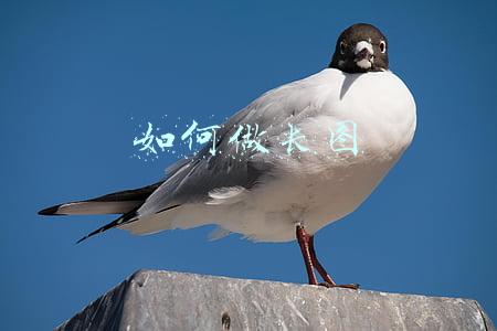 如何做长图