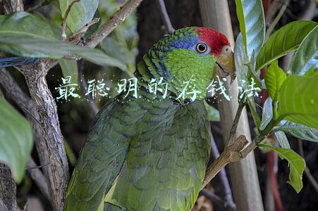 最聪明的存钱法