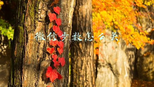 微信步数怎么关