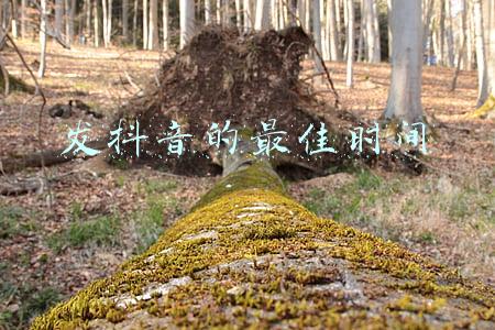 发抖音的最佳时间 发抖音的最佳时间