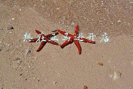 想在亚马逊开店但不会英语可以(卖家在亚马逊北美站开店需要哪些资质？)