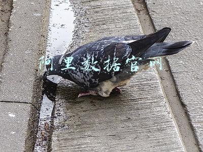 阿里数据官网