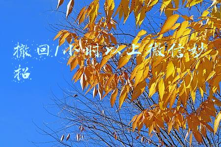 撤回1小时以上微信妙招