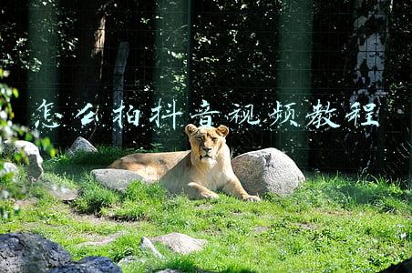 怎么拍抖音视频教程怎么拍抖音入门教程(抖音短视频拍摄技巧有哪些？入门级手机拍摄7大技巧)