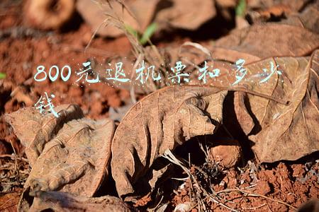 800元退机票扣多少钱
