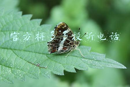 官方拼多多投诉电话