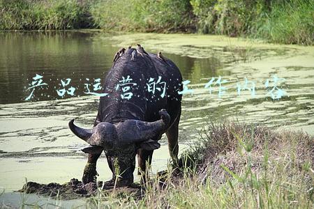 产品运营的工作内容有哪些(新媒体运营工作内容是什么？)