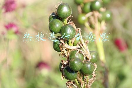 热搜是什么意思
