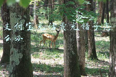 支付宝充话费充错了怎么办苹果手机(手机话费充错了号，一招教你挽回损失！)
