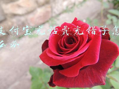 支付宝充话费充错了怎么办