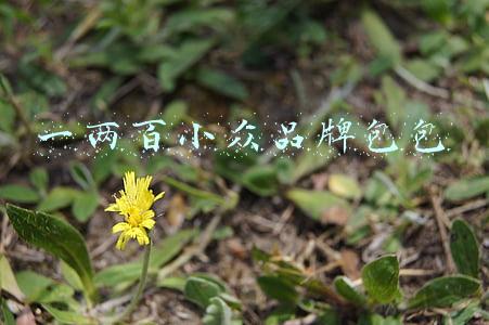 一两百小众品牌包包