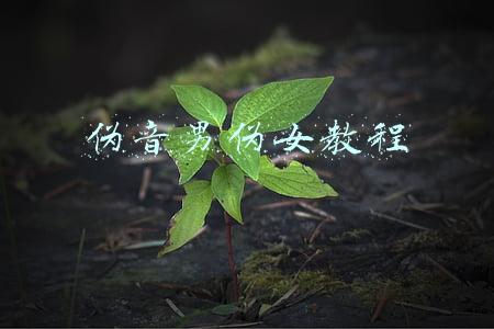 伪音男伪女教程