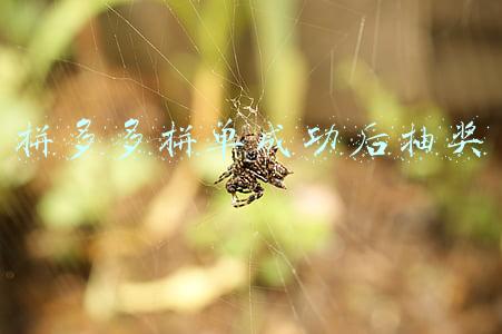 拼多多拼单成功后抽奖 拼多多拼单成功后抽奖