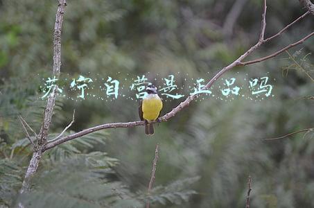 苏宁非自营是正品吗(2021年，你在苏宁易购买过东西吗？)