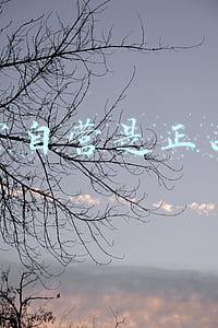 苏宁自营是正品吗
