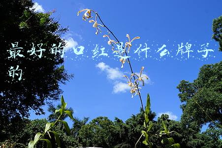 最好的口红是什么牌子的