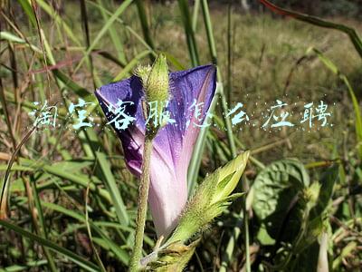 淘宝客服怎么应聘手机(解救“困在手机里”的年轻人)