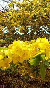 苹果手机抖音怎么发到微信朋友圈(苹果手机在抖音发视频怎么挂小程序？)