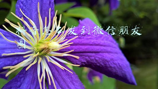 抖音怎么发到微信朋友圈 抖音怎么发到微信朋友圈