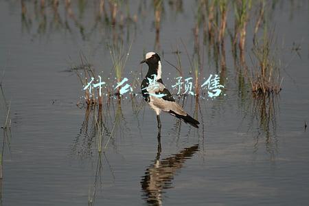 什么是预售