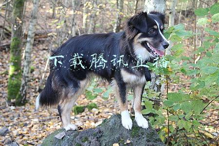 下载腾讯直播