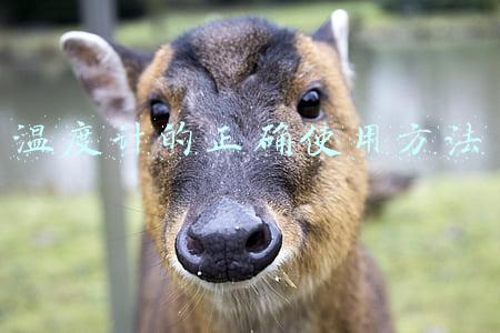 温度计的正确使用方法,选,放,读,记(体温计种类繁多，如何选择和使用？)