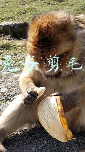 给兔子剪毛多少钱《兔子可以剃毛么？》