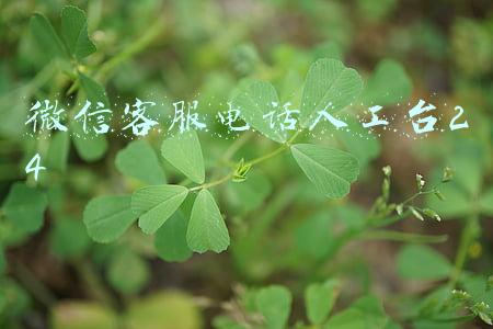 微信客服电话人工台24
