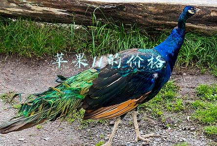 苹果11的价格