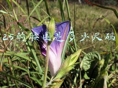 25的腰围是多少尺码